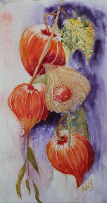 "Lampionblume"  Aquarell mit Passepartout 70 x 47 cm
